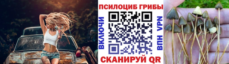 Галлюциногенные грибы Psilocybine cubensis Ачхой-Мартан